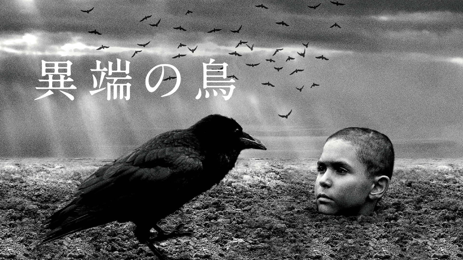 異端の鳥