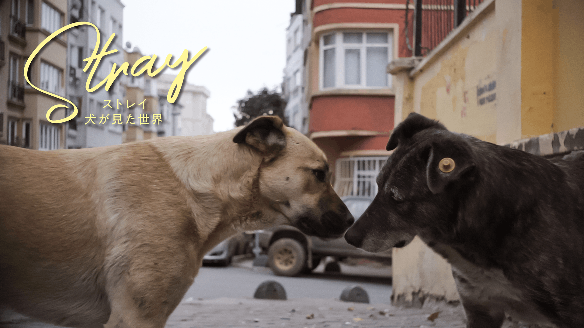 ストレイ 犬が見た世界