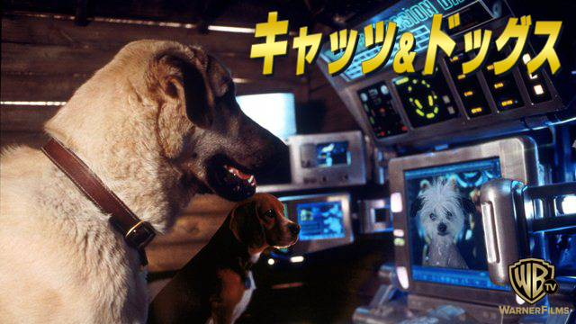 キャッツ&ドッグス