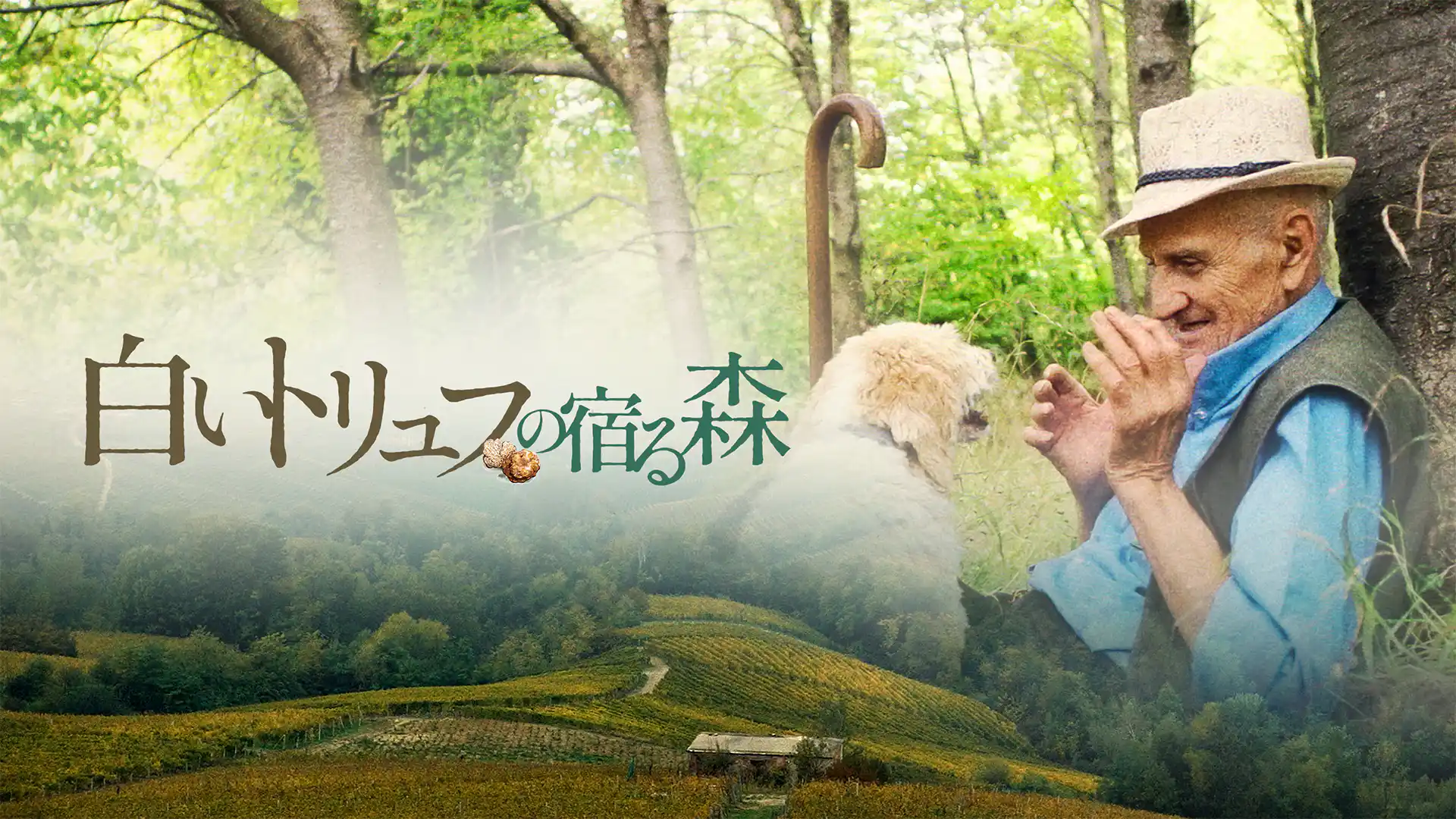 白いトリュフの宿る森