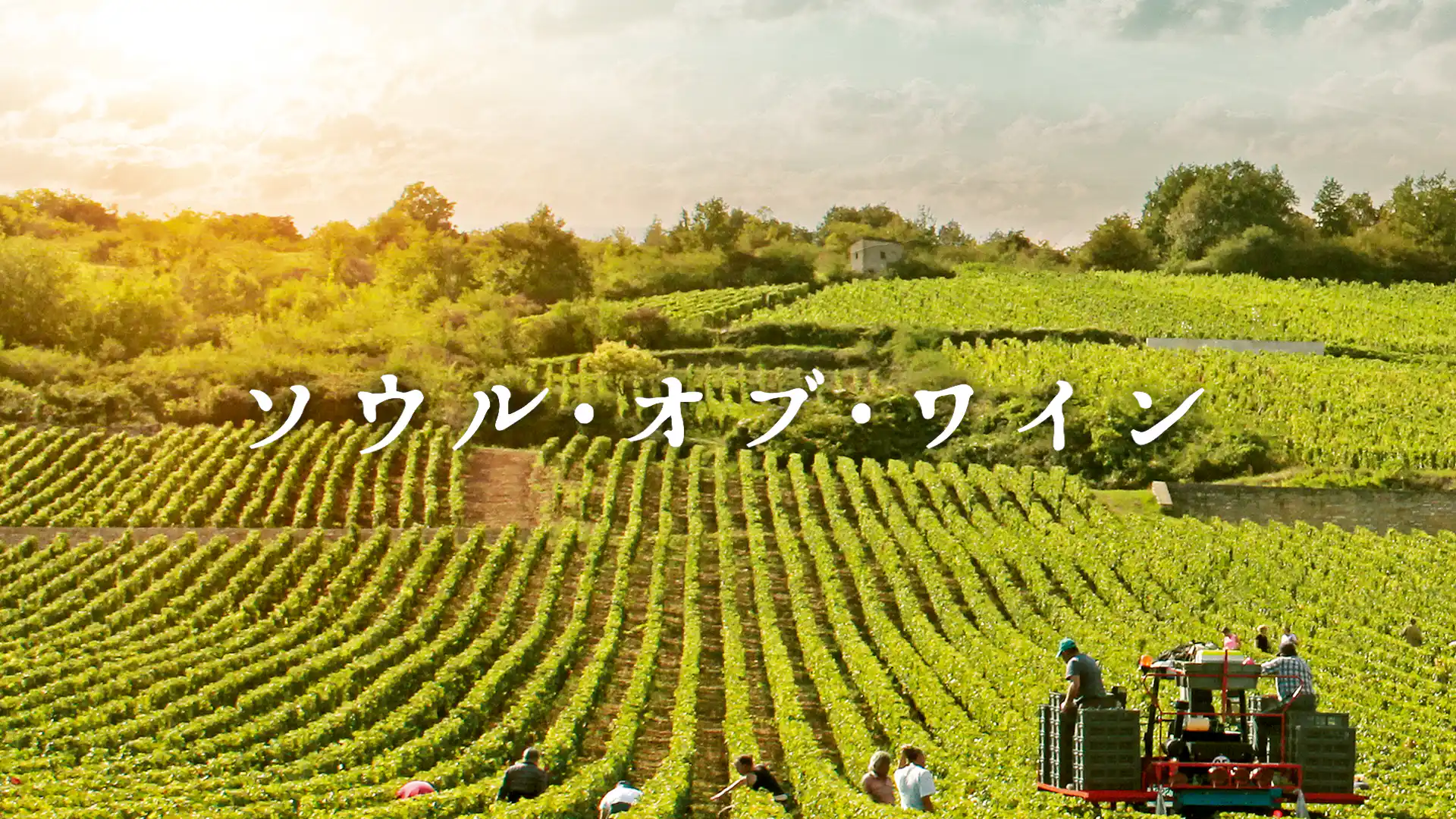 ソウル・オブ・ワイン