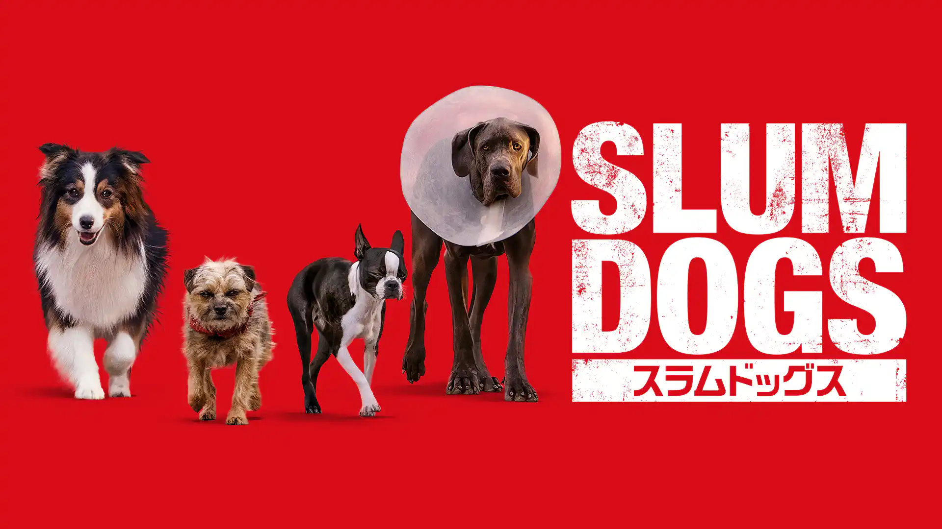 スラムドッグス