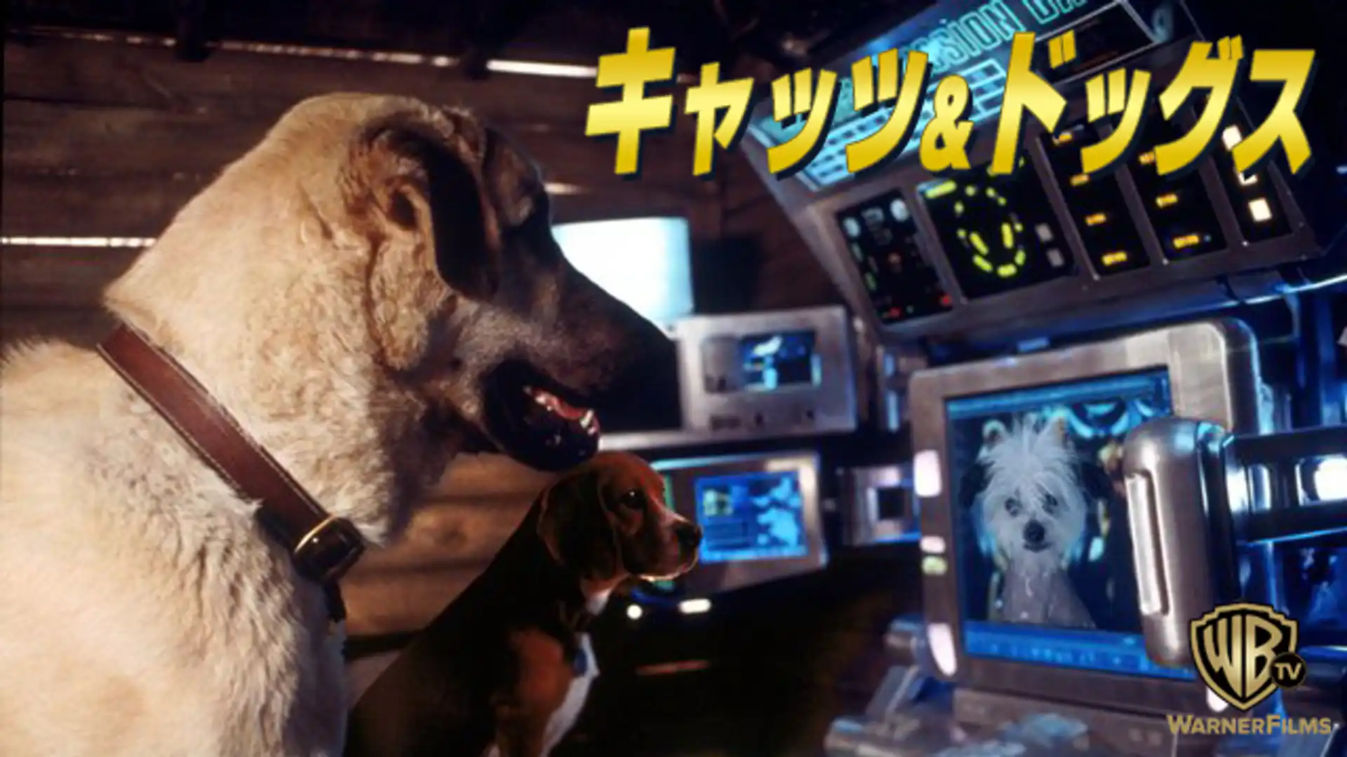 キャッツ&ドッグス