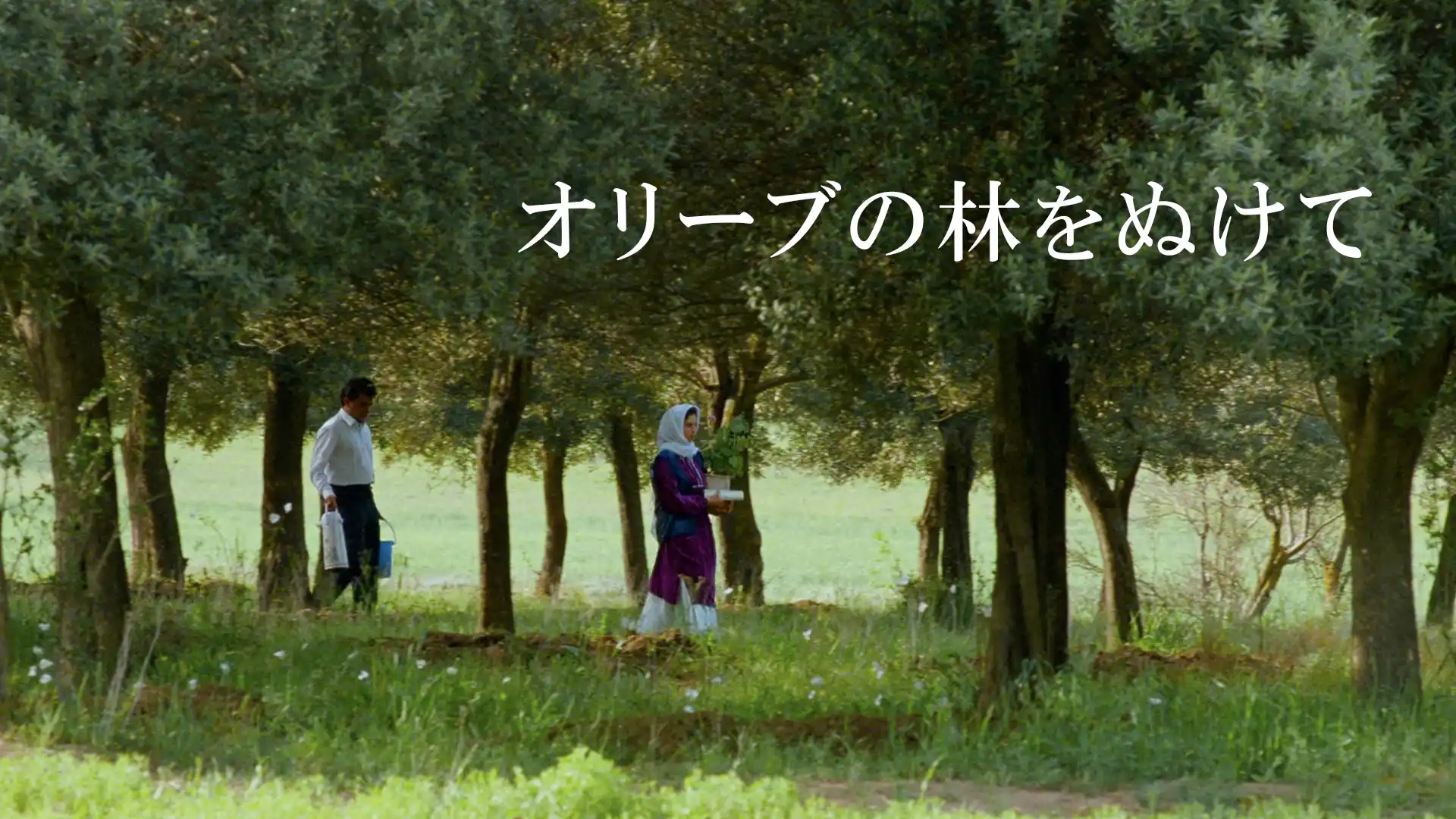 オリーブの林をぬけて