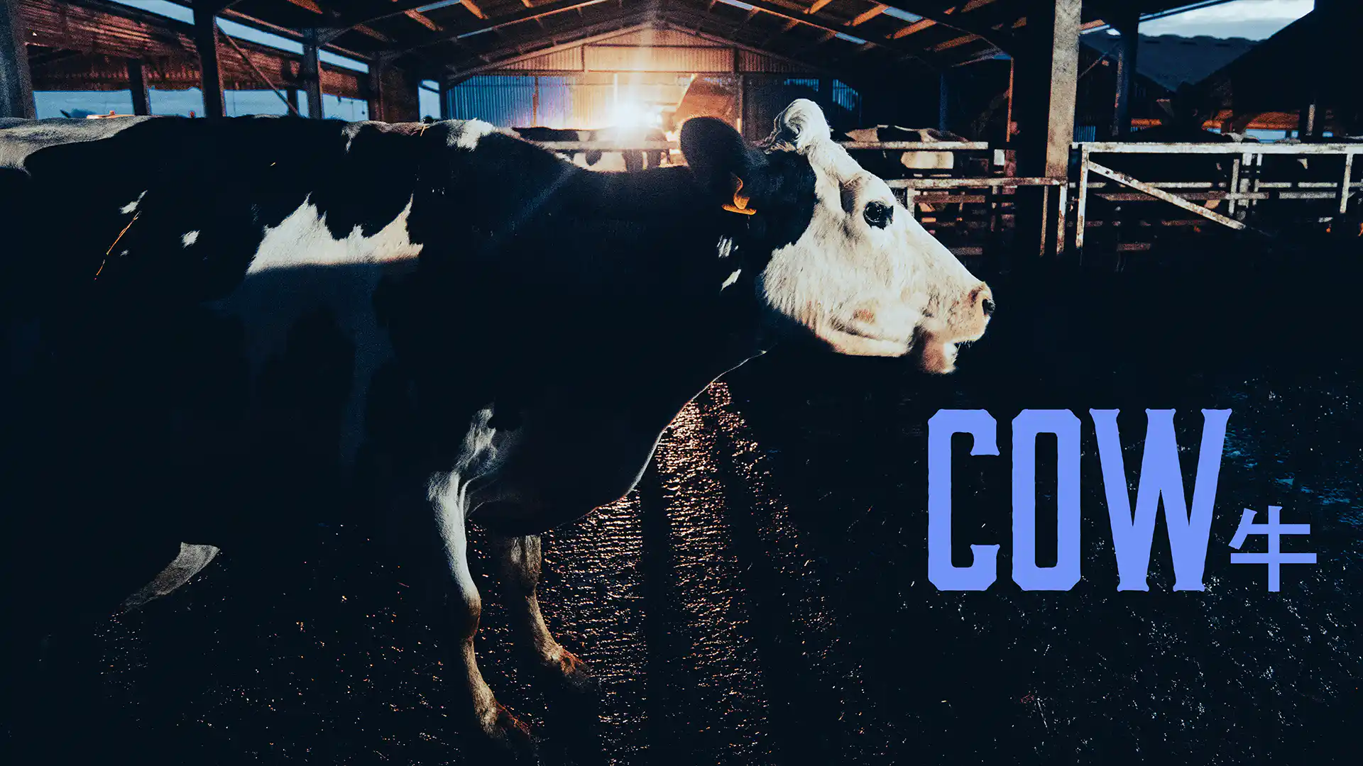 COW／牛
